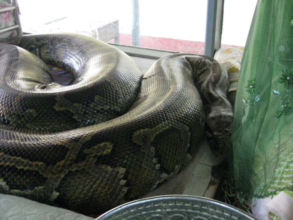 A holy  snake in a temple in Bago. Eats 5 chicken a week!