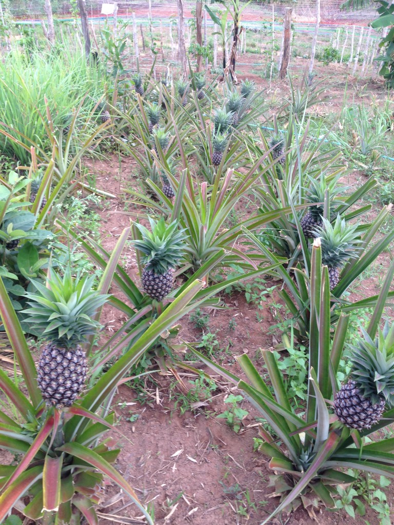 pineapple in the garden